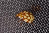 Sospita vigintiguttata