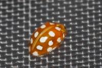 Halyzia sedecimguttata