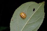 Halyzia sedecimguttata