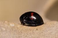 Chilocorus bipustulatus