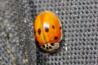 Adalia decempunctata