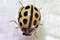 Tytthaspis sedecimpunctata