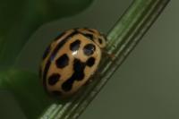 Tytthaspis sedecimpunctata