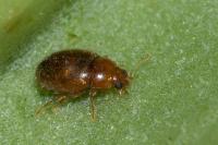 Rhyzobius litura