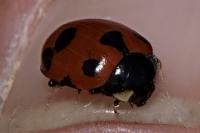 Ceratomegilla undecimnotata