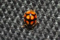 Adalia decempunctata