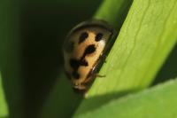 Tytthaspis sedecimpunctata