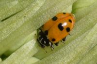 Hippodamia variegata