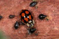 Adalia decempunctata