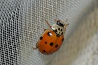 Adalia decempunctata