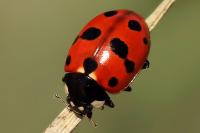 Coccinella undecimpunctata