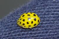 Psyllobora vigintiduopunctata