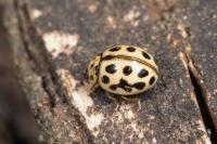 Tytthaspis sedecimpunctata