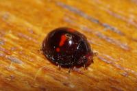 Chilocorus bipustulatus