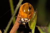 Adalia decempunctata