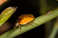 Adalia decempunctata