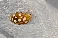 Halyzia sedecimguttata