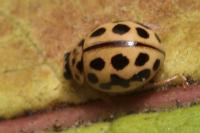 Tytthaspis sedecimpunctata