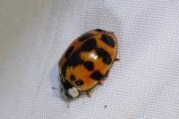 Harmonia axyridis
