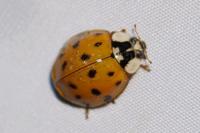 Harmonia axyridis