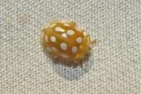 Halyzia sedecimguttata