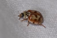 Adalia decempunctata