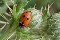 Hippodamia variegata