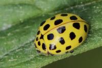 Psyllobora vigintiduopunctata