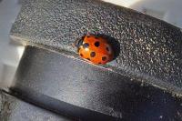 Coccinella undecimpunctata