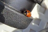 Coccinella undecimpunctata