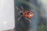 Hippodamia tredecimpunctata