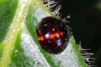 Chilocorus bipustulatus