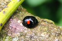 Chilocorus renipustulatus