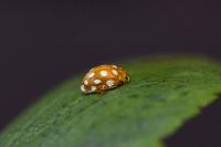 Halyzia sedecimguttata