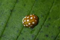 Halyzia sedecimguttata