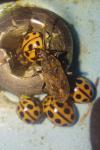 Tytthaspis sedecimpunctata