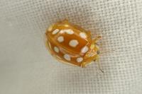 Halyzia sedecimguttata