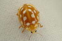 Halyzia sedecimguttata