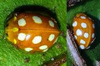 Halyzia sedecimguttata