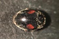 Scymnus schmidti