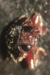 Scymnus schmidti