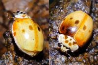 Adalia decempunctata