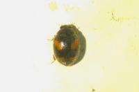 Nephus quadrimaculatus