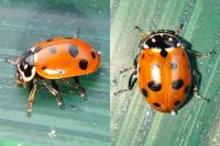 Hippodamia variegata