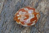 Myrrha octodecimguttata