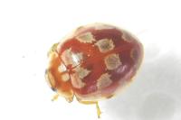 Myrrha octodecimguttata