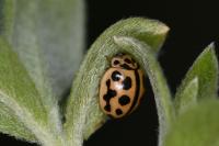 Tytthaspis sedecimpunctata