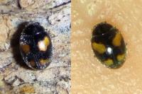 Nephus quadrimaculatus