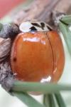 Harmonia axyridis