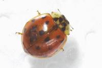 Harmonia axyridis
